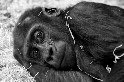 Black Gorilla in Grayscale Photography