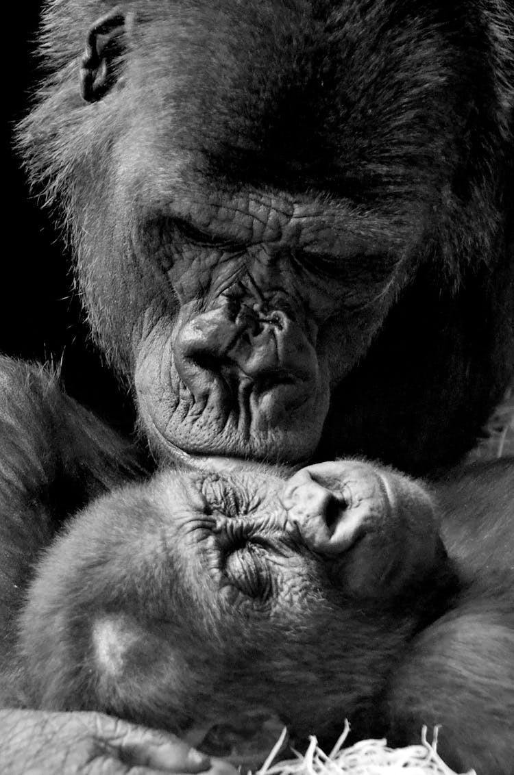 Monochrome Photos Of Gorillas