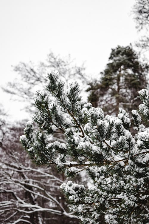 綠松樹覆蓋著雪