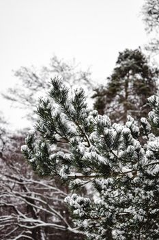 芬兰冬季森林里，白雪覆盖的松枝特写，描绘出宁静的自然景象