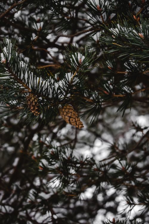 Free Close-up of a snow-covered pine tree with pine cones, capturing the essence of winter. Stock Photo
