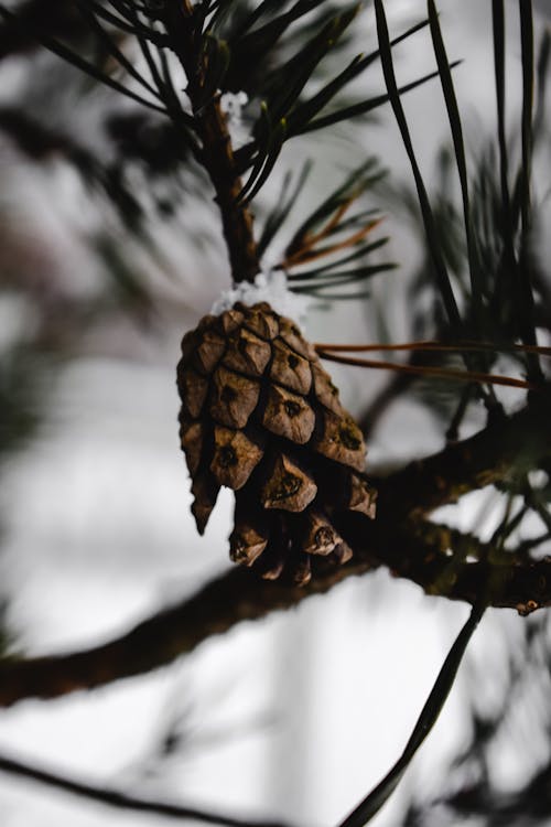 Free A Conifer Cone on Tree Branch Stock Photo