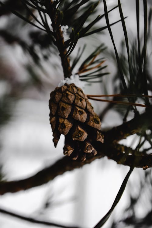 Cono Di Pino Marrone Sul Ramo Di Albero Marrone