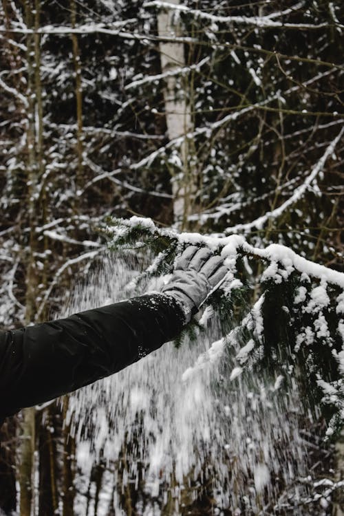 Person Wearing Gray Gloves Holding Tree Branch Covered with Snow