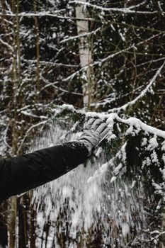 冬季，赫尔辛基森林里，戴着手套的手拂去松枝上的积雪