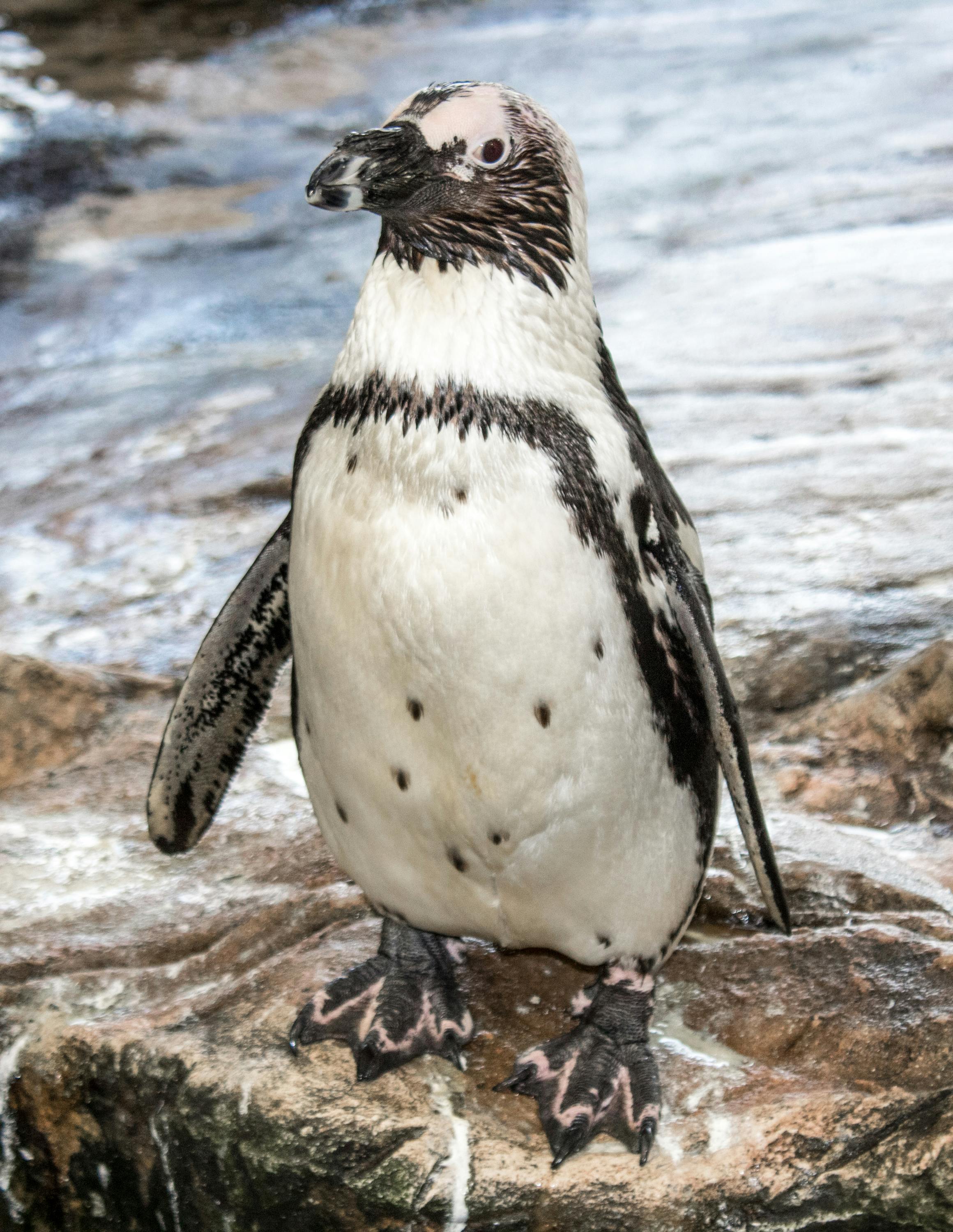 Rockhopper Penguin Standing on a Rock · Free Stock Photo