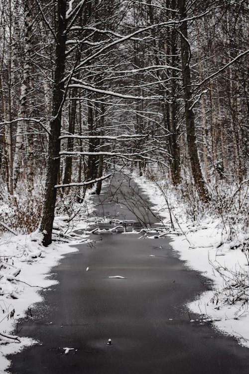Sneeuw Bedekte Bomen En Weg