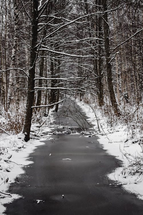 Frozen River in a Forest