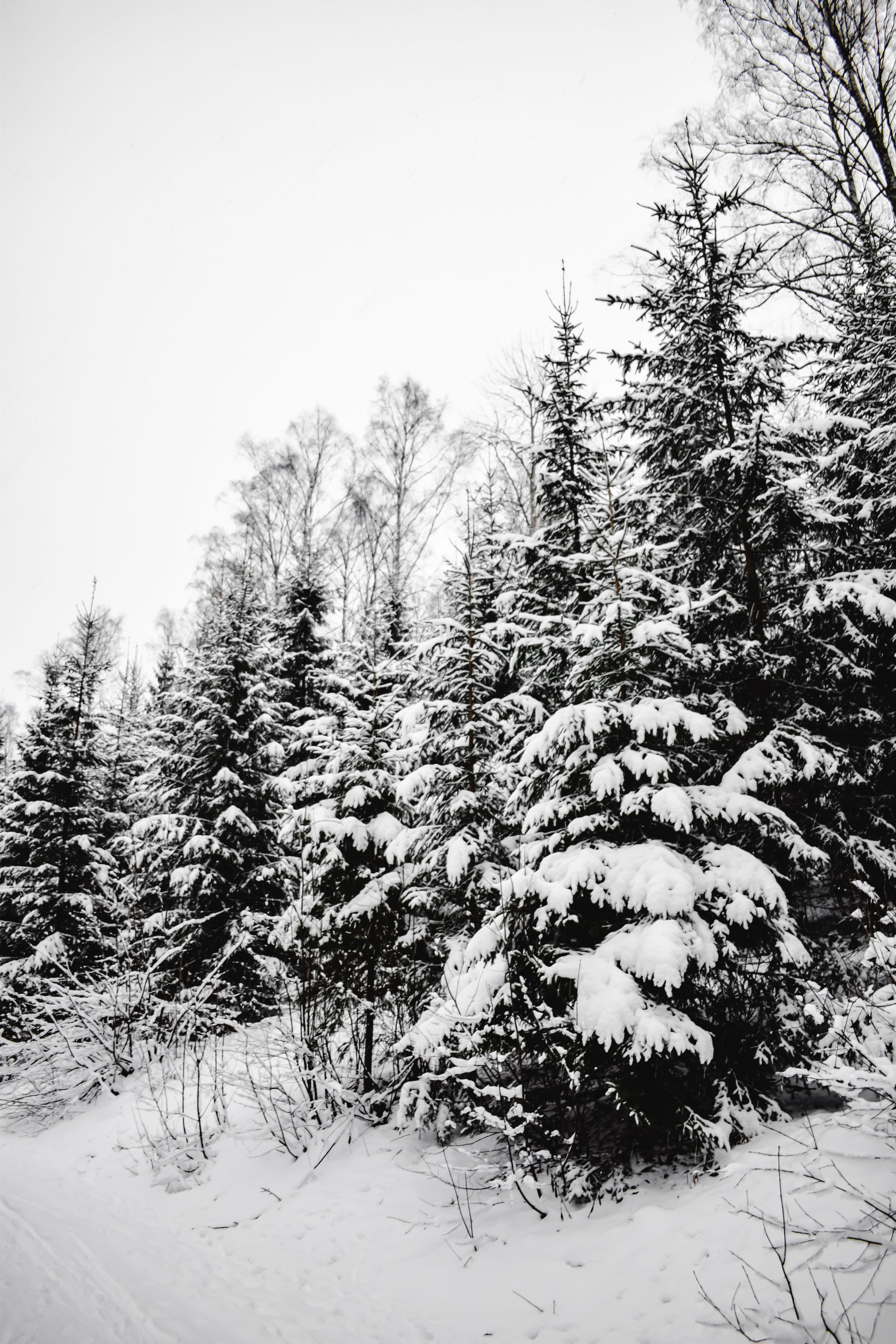 赫尔辛基森林中，白雪覆盖的针叶树构成宁静的冬季场景，捕捉了大自然的静谧本质