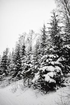 赫尔辛基森林中，白雪覆盖的针叶树构成宁静的冬季场景，捕捉了大自然的静谧本质