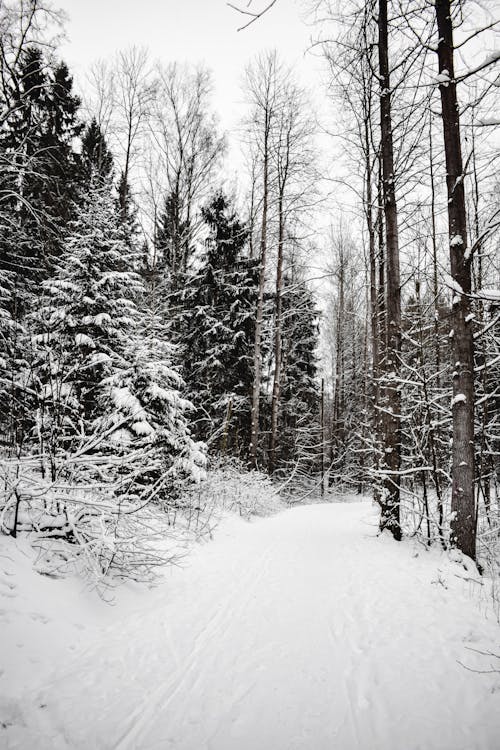 Fotobanka s bezplatnými fotkami na tému bezlisté stromy, borovice, chladný