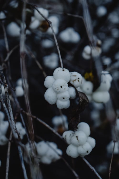 Fruits of a Snowberry Plant