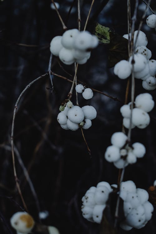 Ilmainen kuvapankkikuva tunnisteilla epäselvä tausta, ghostberry, hedelmä Kuvapankkikuva
