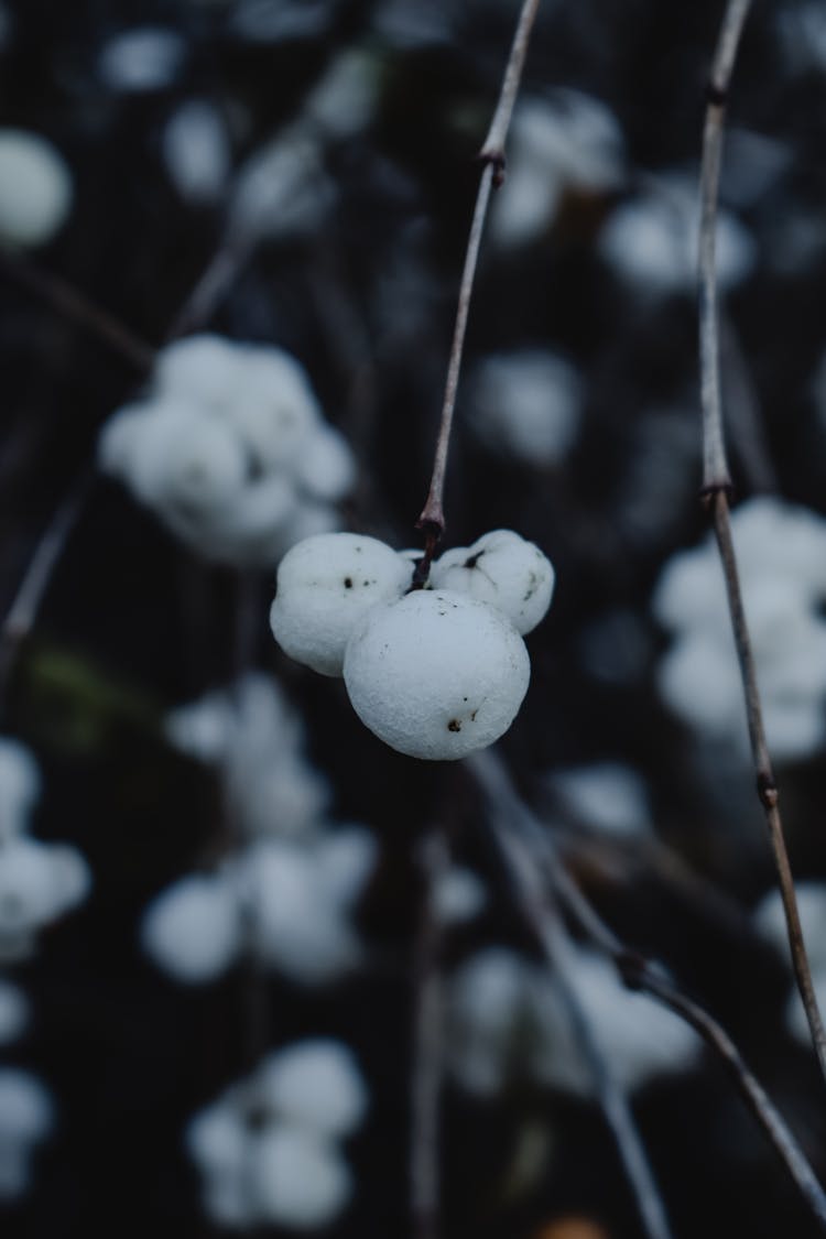 Fruits Of A Snowberry Plant Hanging On A Branch