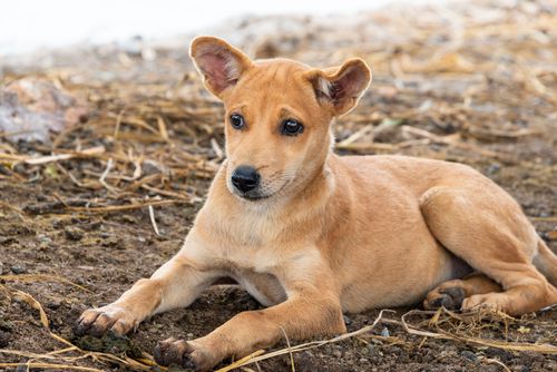 Free Adorable puppy resting on dirt ground, showcasing its cuteness and charm. Stock Photo