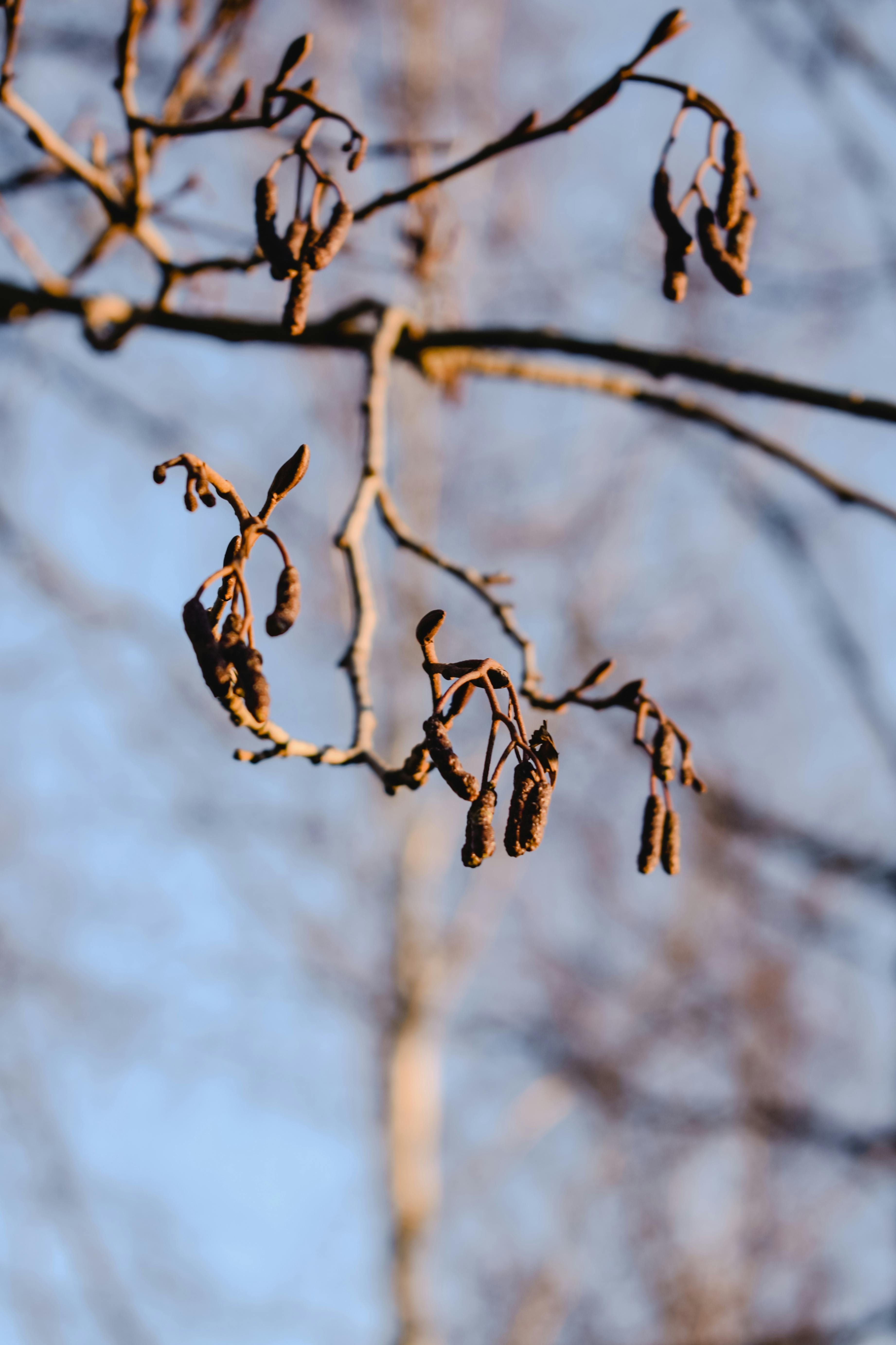 close up shot of a withered plant