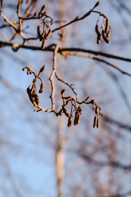 Free Close-Up Shot of a Withered Plant Stock Photo