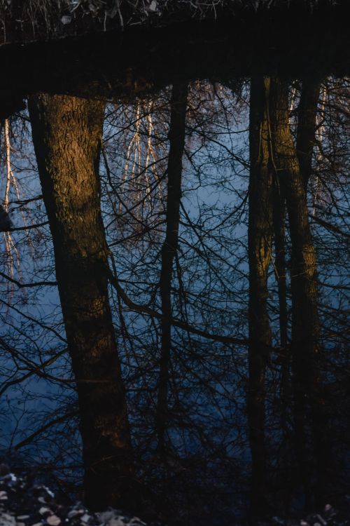 Free Captivating reflection of bare trees on a pond in Helsinki, Finland, showcasing serene natural beauty. Stock Photo