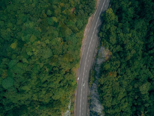 Immagine gratuita di aereo, albero, altezza