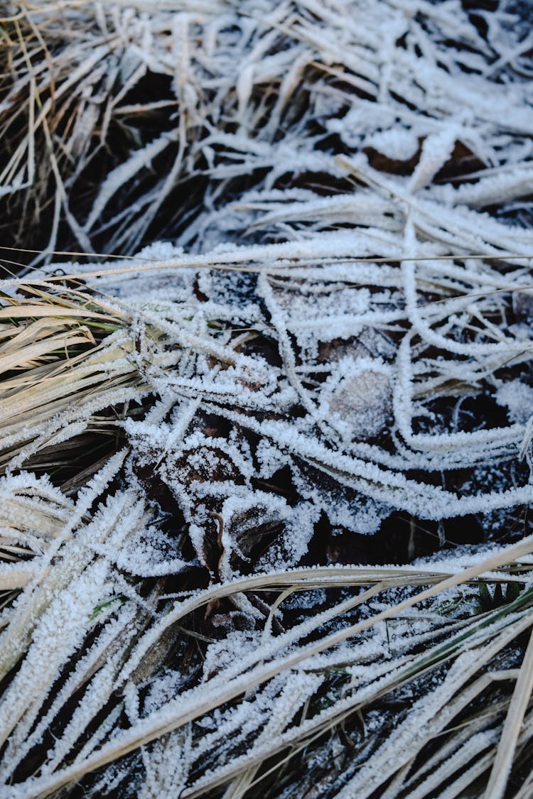 Frosty Grass On The Ground