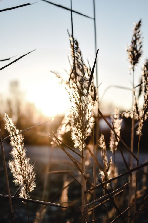Free Golden wheat stalks are beautifully illuminated against the setting sun in a close-up view. Stock Photo