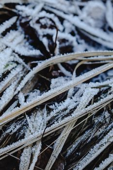 Detailed view of frozen grass with frost in Helsinki, capturing the essence of winter chill.