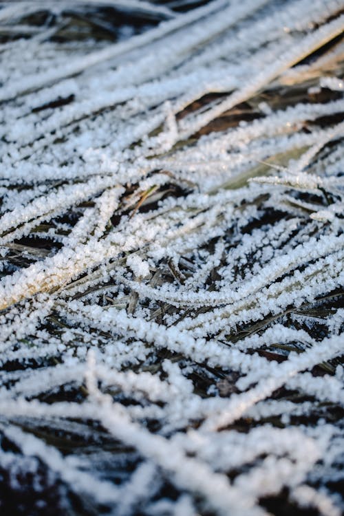 Snow Covered Plant in Close-Up Photography