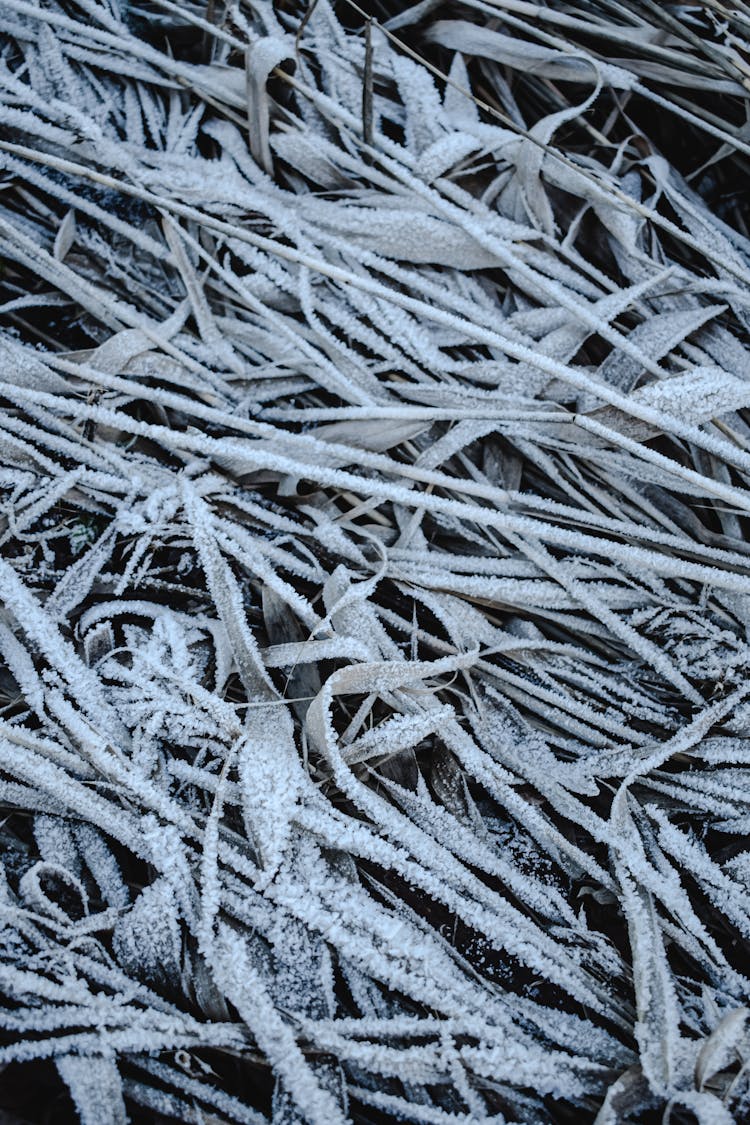 Frost Covering Plants 