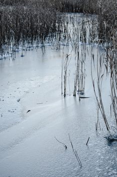 在芬兰赫尔辛基的冬季，宁静的冰冻湖景与高草被捕捉下来