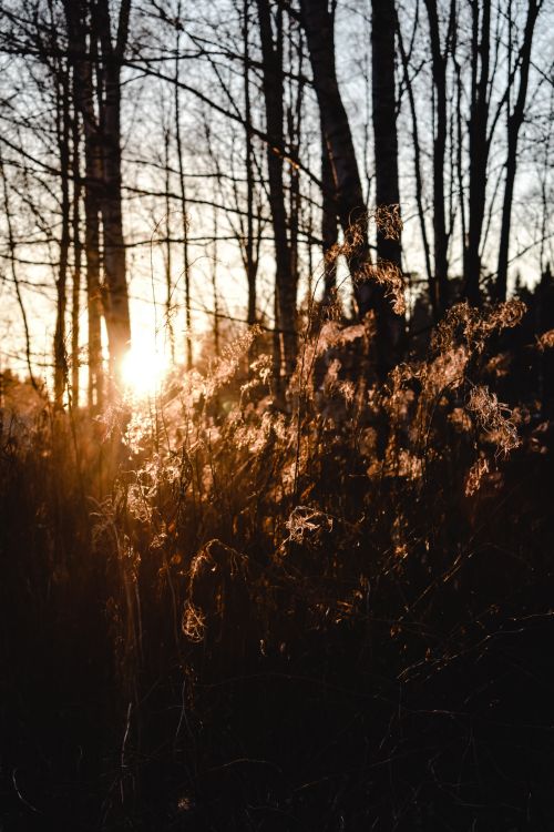 Free Captivating backlit forest scene during sunset in Helsinki with silhoutted trees and glowing plants. Stock Photo