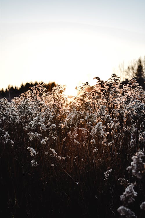 The Field at Dawn