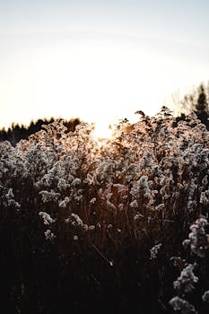 Beautiful sunrise over a field of wildflowers in Helsinki, capturing the serene morning light.
