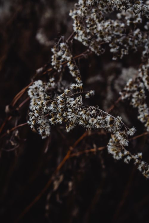 Free Close-up of delicate frosted plants in Helsinki during autumn. Captures the essence of seasonal transition. Stock Photo