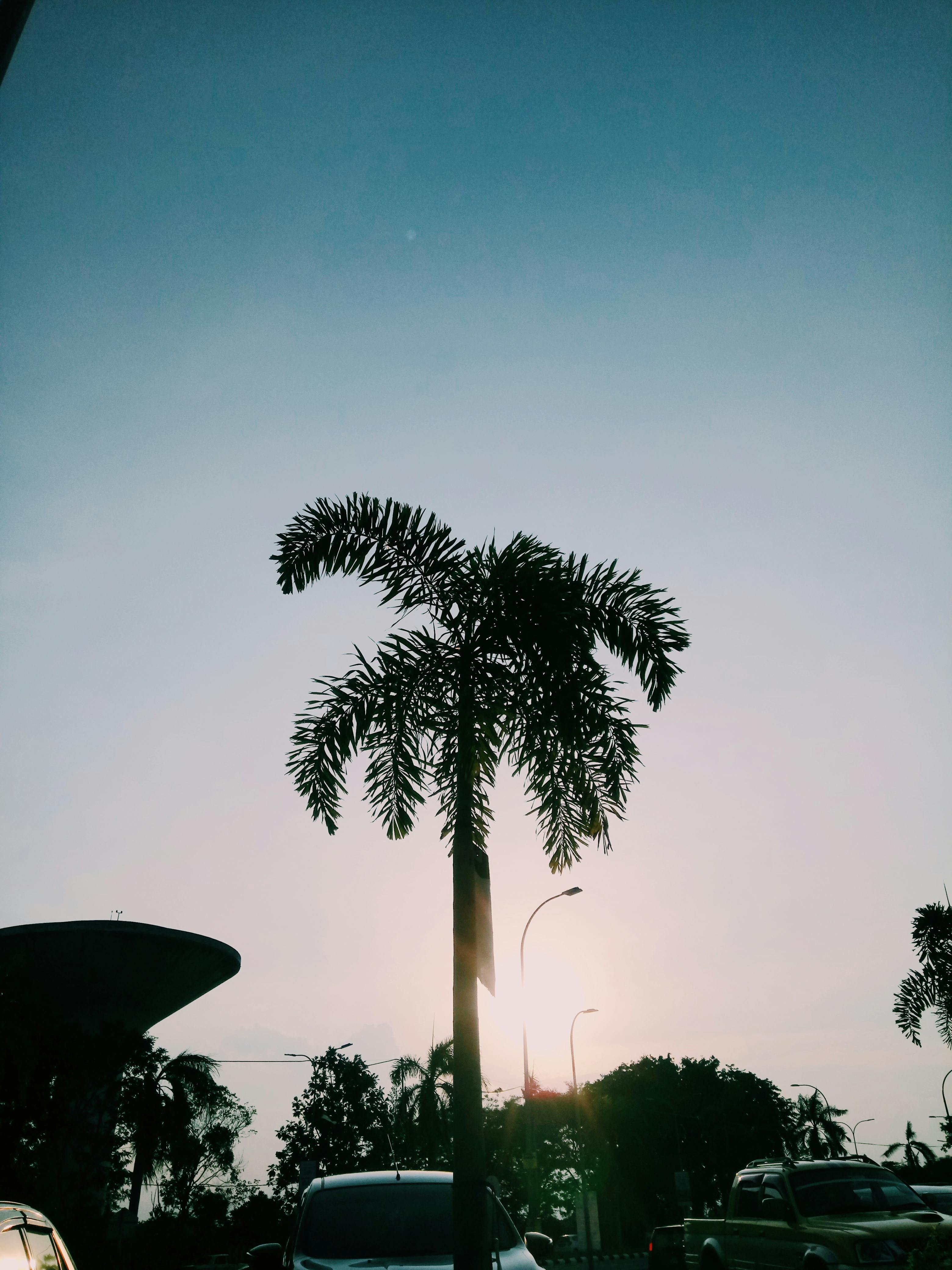 Free stock photo of #palmtree, #vsco - 3120 x 4160 jpeg 1414kB