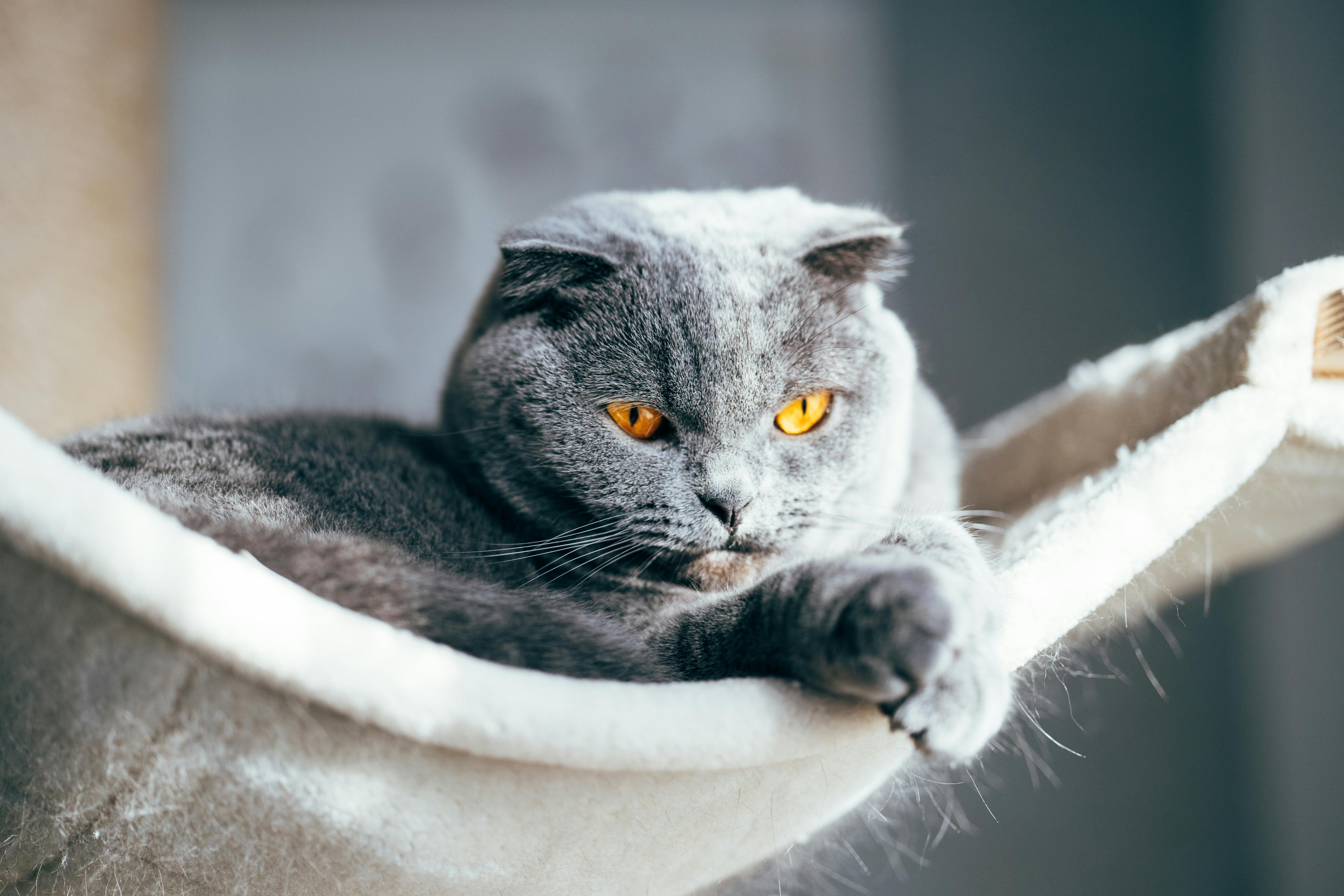 一只有着刺眼橙色眼睛的英国短毛猫，正放松地躺在室内舒适的栖息处