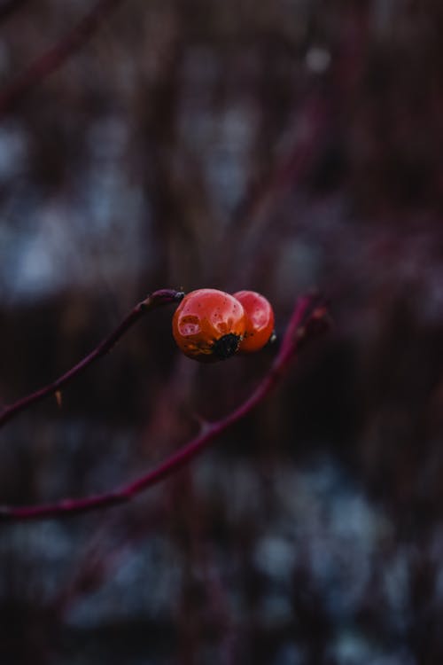 Gratis lagerfoto af bær, frisk, frugter