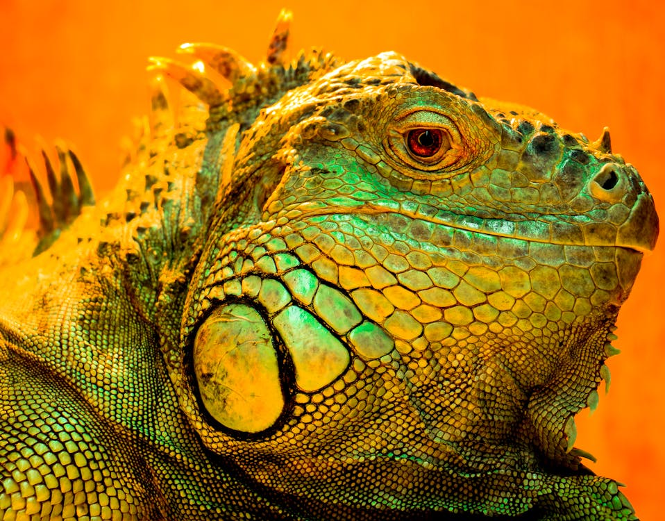 Head of A Green Iguana in Close Up Photography · Free Stock Photo