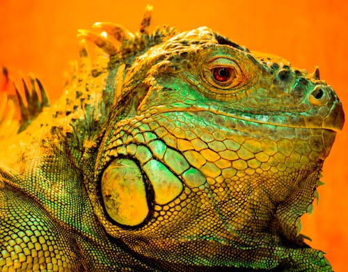 Head of A Green Iguana in Close Up Photography