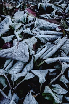 Close-up of frost-covered leaves in Helsinki capturing the essence of winter's chill.