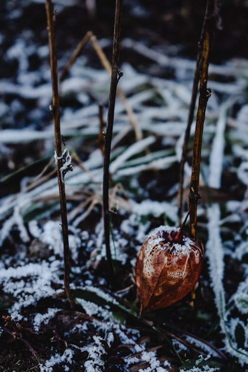 Základová fotografie zdarma na téma list, mráz, příroda