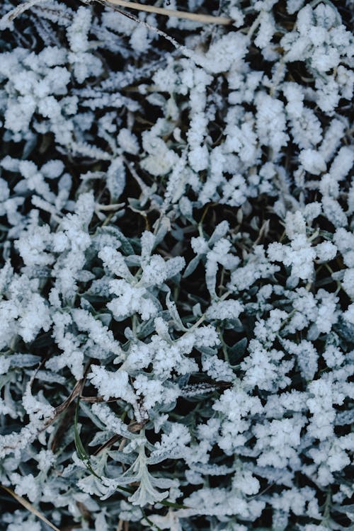 Close-Up Shot of Snow-Covered Leaves
