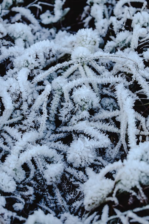 Pin Couvert De Neige