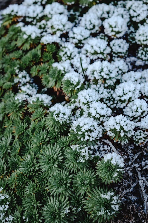Green Plants Covered with Snow