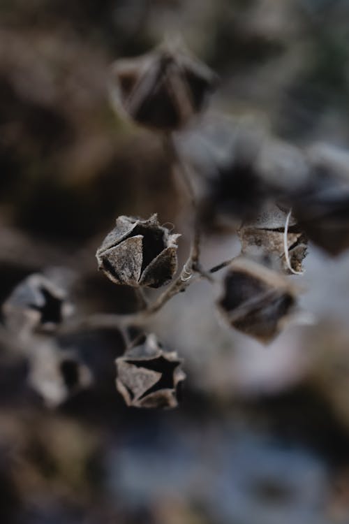 Close-Up Shot of Withered Flowers