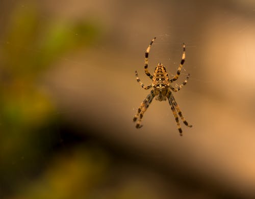 Close-Up Shot of a Brown Spider