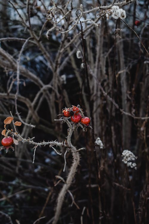 무료 나뭇 가지에 붉은 열매 스톡 사진