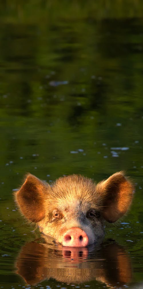 A Pig on the Body of Water