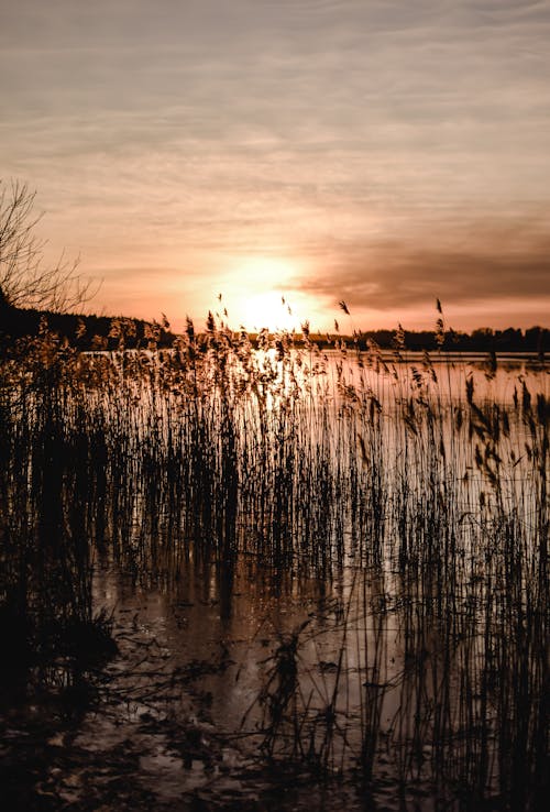 A Body of Water and Dry Grass under a Sunset Sky 