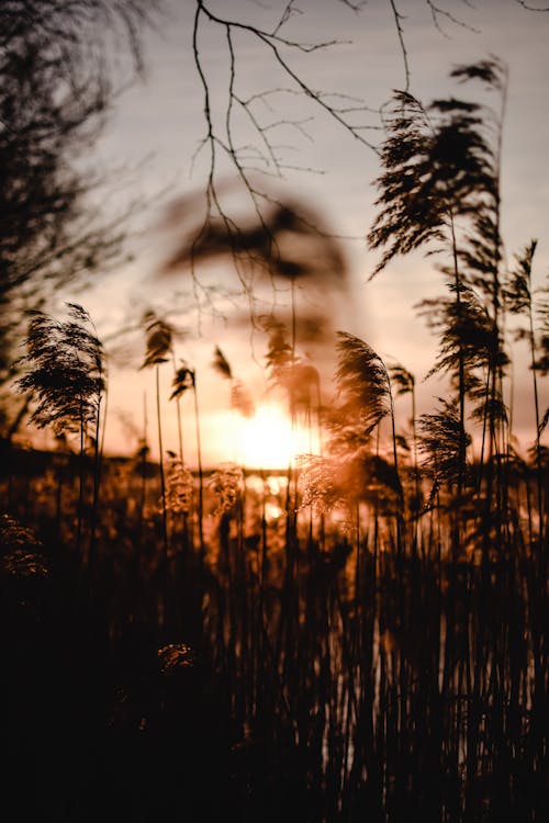 Close-up of Silhouetted Grass on the Background of a Sunset Sky 