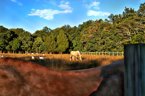 芝生の上の大人の日焼け馬